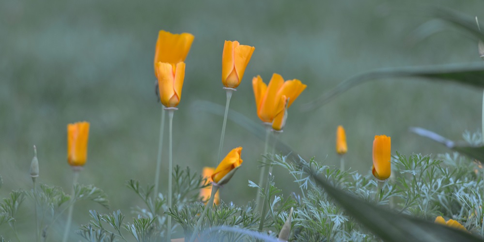 flowers19.JPG