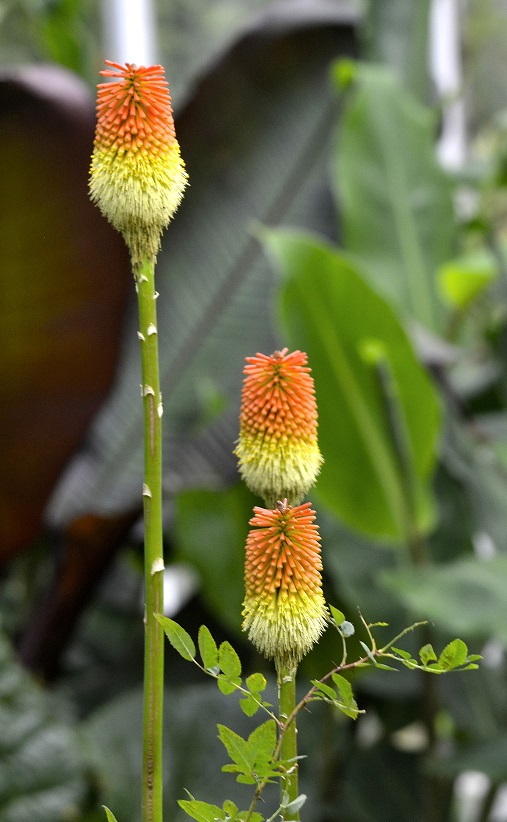 flowers27.JPG