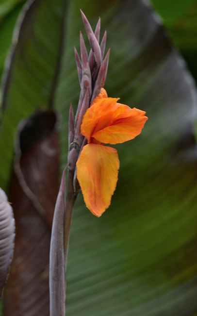 flowers28.JPG