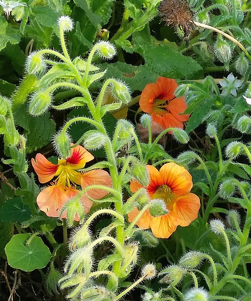 flowers4.jpg