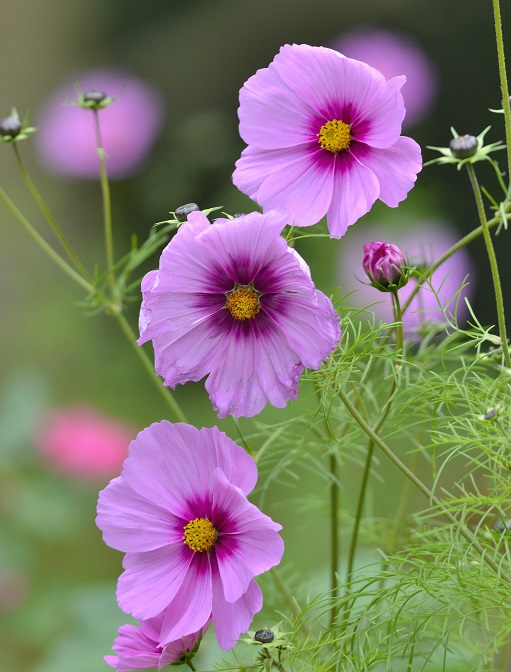 flowers6.JPG