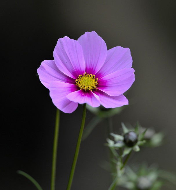 flowers7.JPG