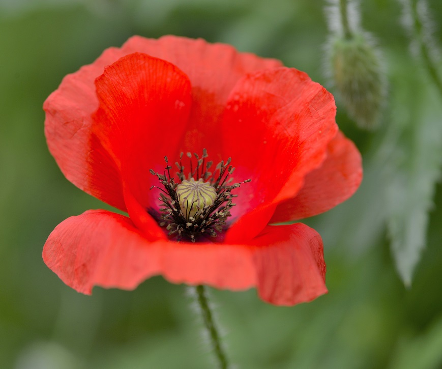 flowers8.JPG