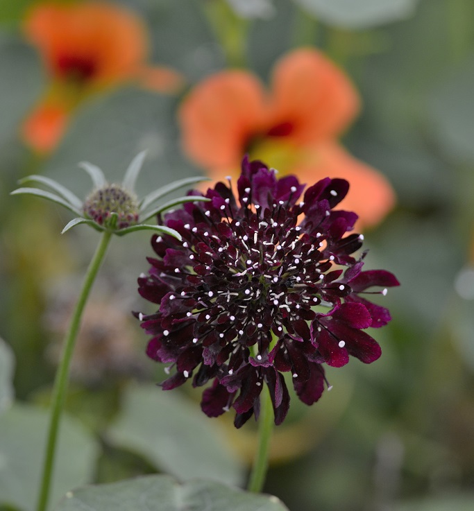 flowers9.JPG