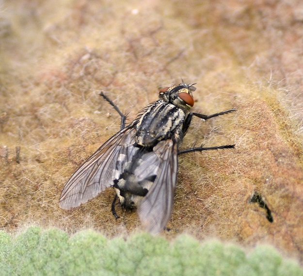 fly.JPG