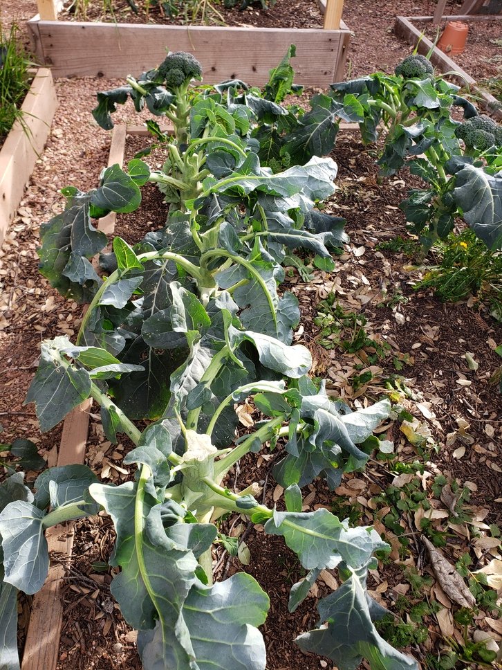 FrozenBroccoli1.jpg