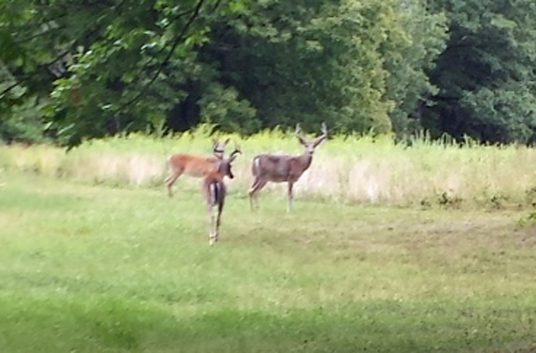 fuzzy bucks.jpg