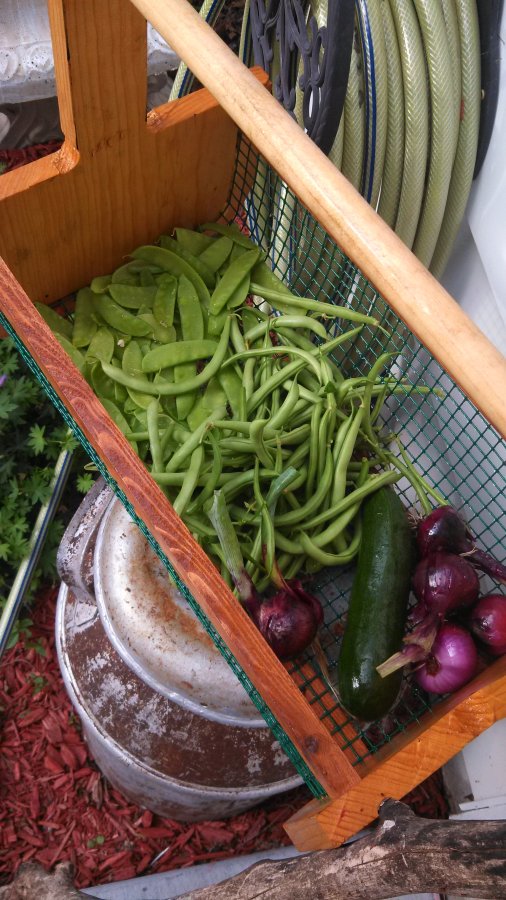 garden 1.jpg