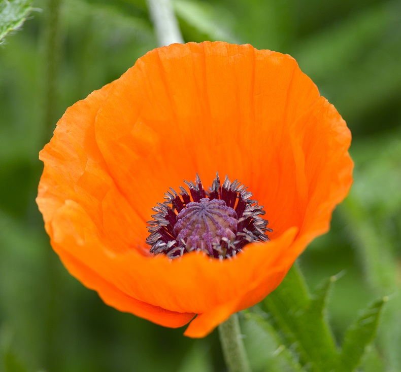 garden10.JPG