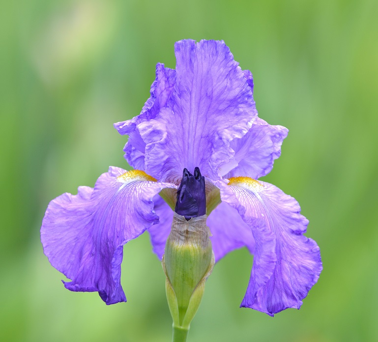 garden11.JPG