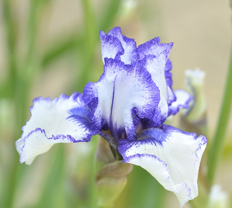 garden12.JPG