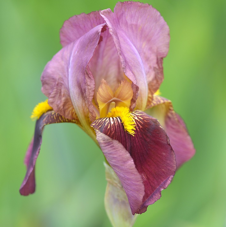 garden13.JPG