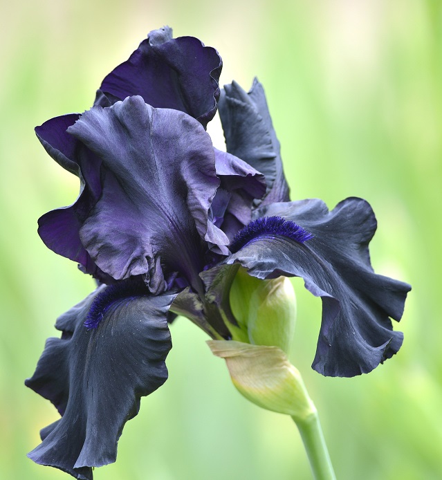 garden14.JPG