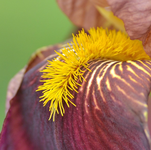 garden17.JPG