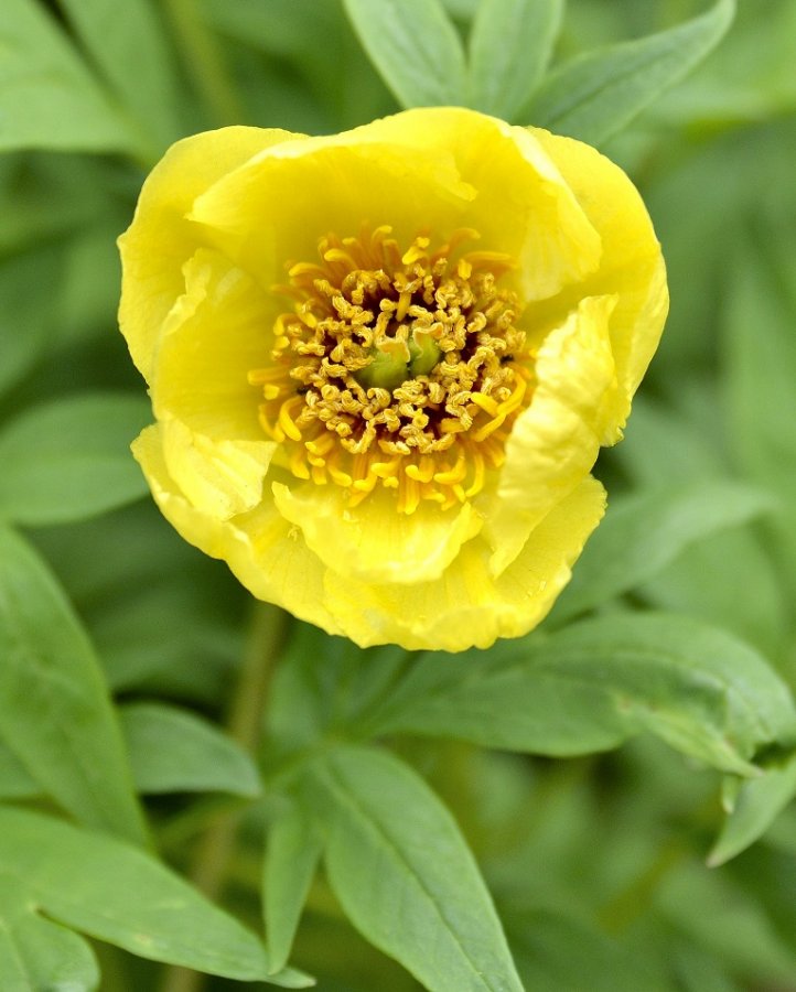garden3.JPG