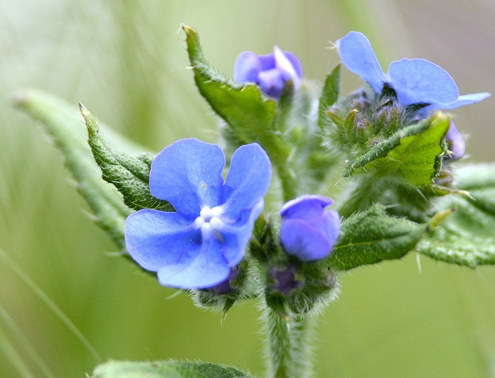 garden5.JPG