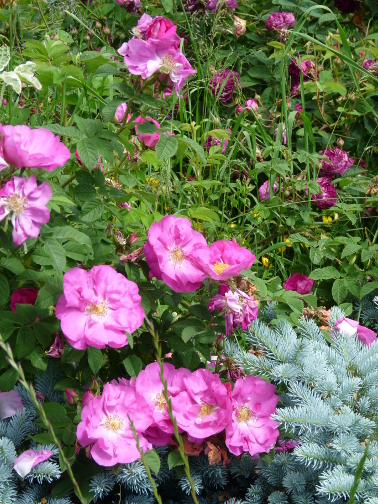 Garden5.jpg