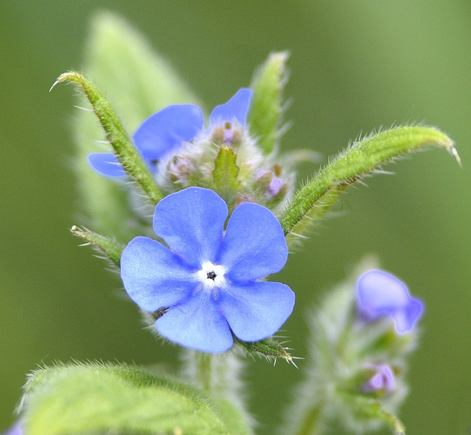 garden6.JPG