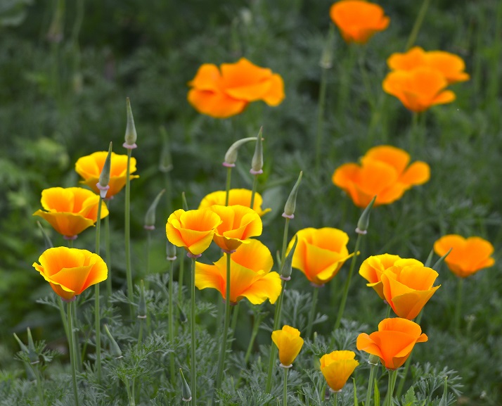 garden8.JPG