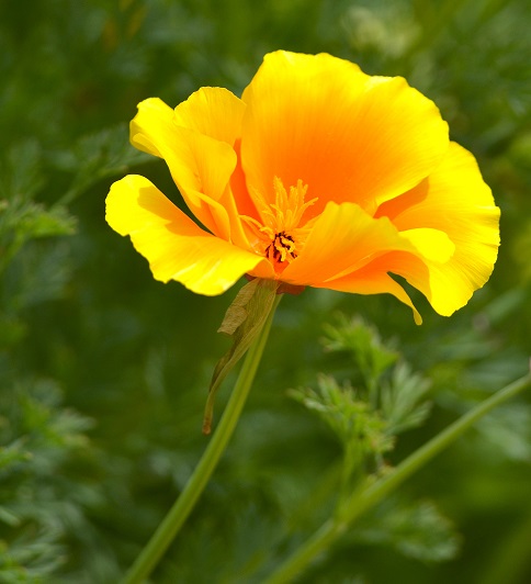garden9.JPG