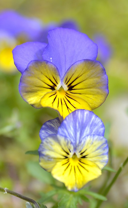 gardens2.JPG