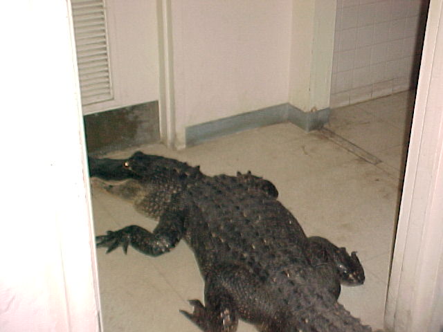 Gator1.jpg