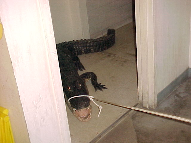 Gator2.jpg