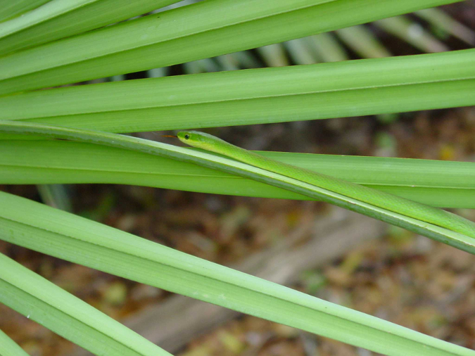 Green snake 8.jpg