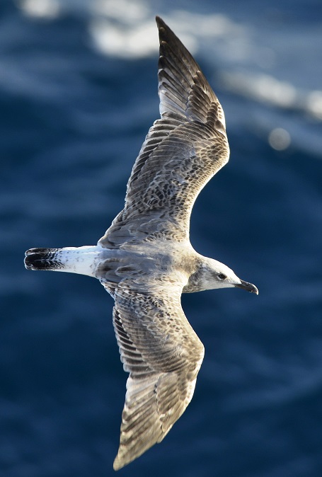 gull10.JPG