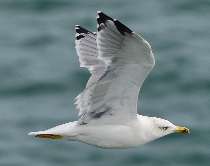 gull4.JPG