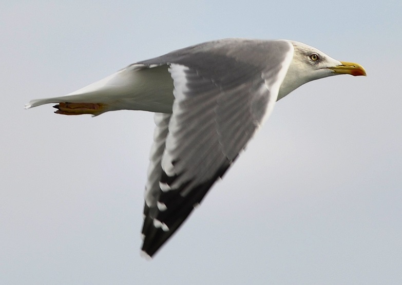 gull5.JPG