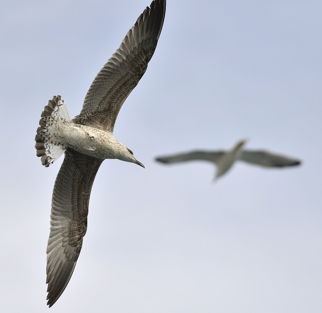 gull6.JPG