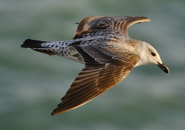 gull7.JPG