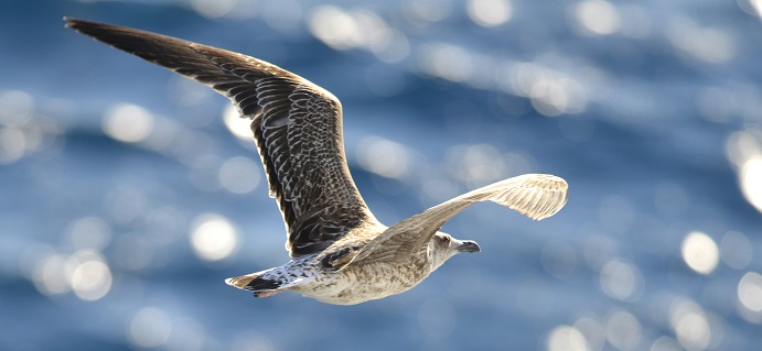 gull8.JPG