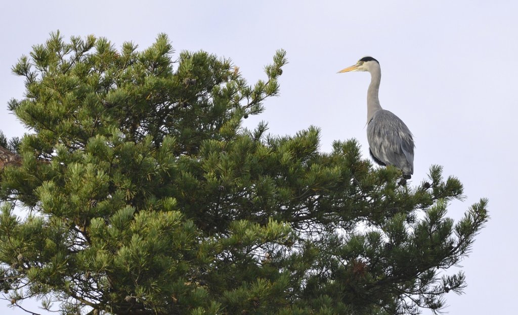 heron.JPG