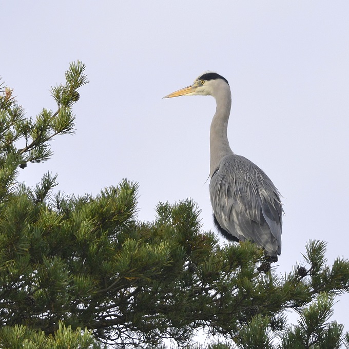 heron2.JPG