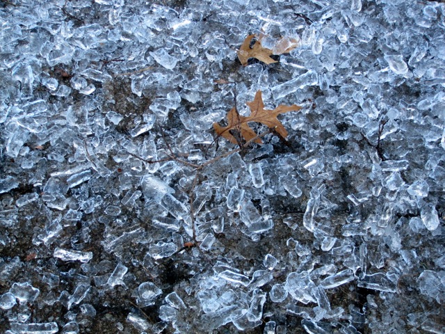Ice from Tree on Walkway (3).jpg