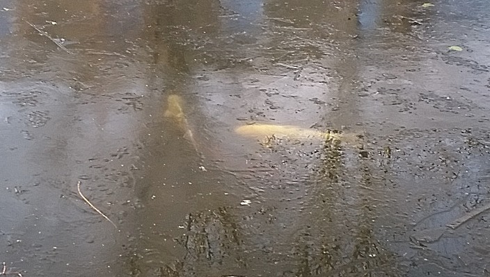 koi.jpg