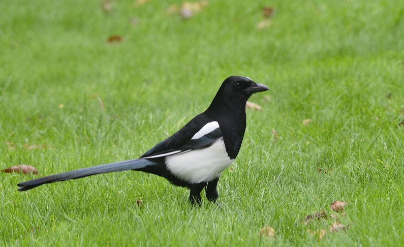 magpie2.JPG
