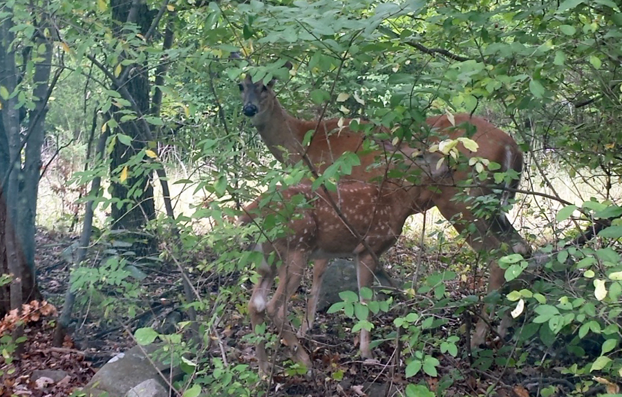Marys fawn.jpg