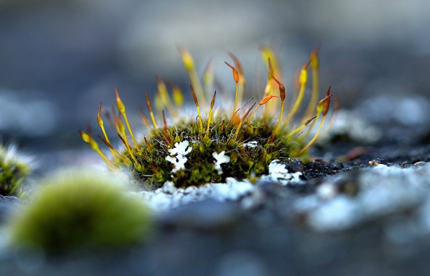 moss.JPG