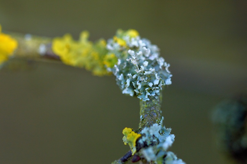 moss11.JPG