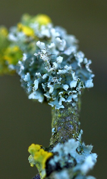 moss12.JPG