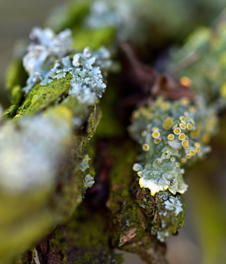 moss13.JPG