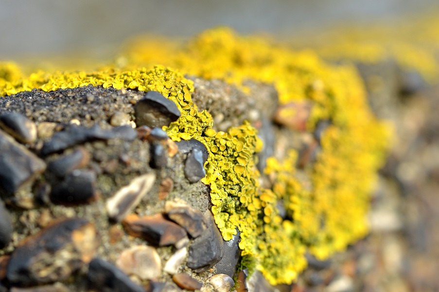 moss18.JPG