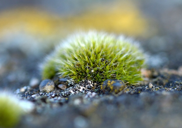 moss3.JPG