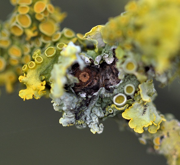 moss4.JPG