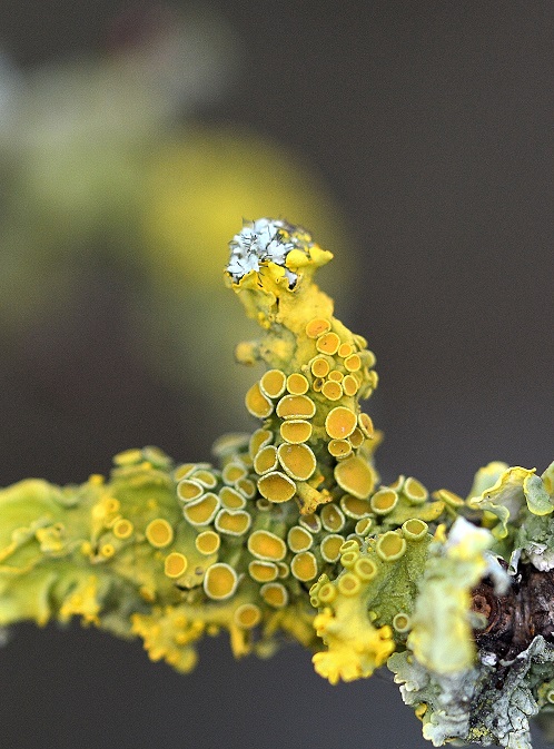 moss5.JPG
