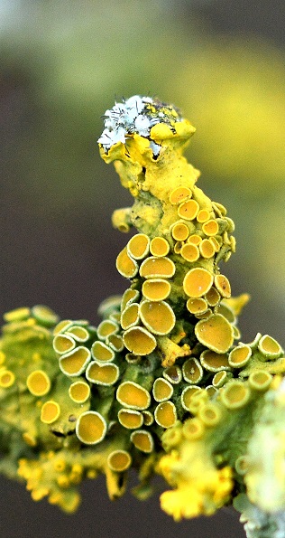 moss6.JPG