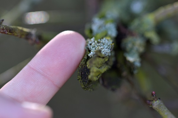 moss7.JPG